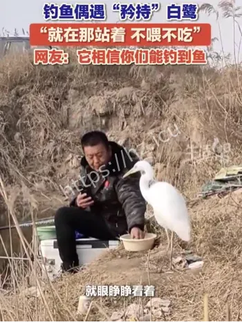 钓鱼矜持白鹭等投喂